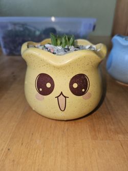 Haworthia Truncata Variegated