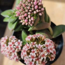 SPRINGTIME BLOOMING SUCCULENT PINK/PURPLE BLOOMS. PICK UP IN SAN LORENZO