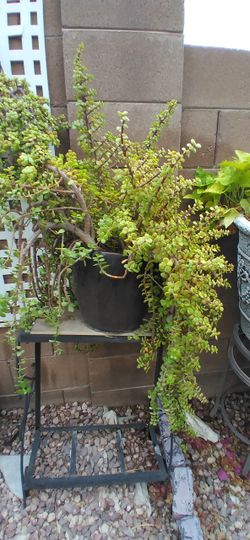 Medium Sized Elephant Food