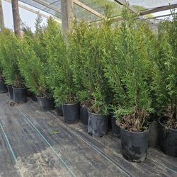 Arborvitae For Sale 