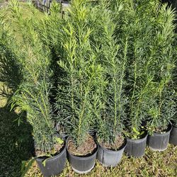 Podocarpus 4 Feet Tall Tall Full Green  Fertilized  Ready For Planting Instant Privacy Hedge  Same Day Transportation 