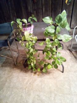 Plants