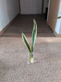 Snake Plant Cutting Propagating in Water
