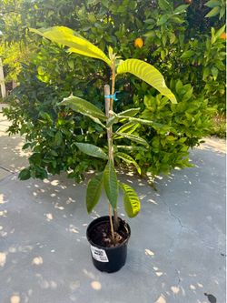 Loquat Tree Live Fruit Plant