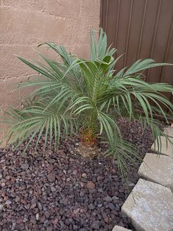 Palm