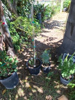 Chile  plant for sale $25
