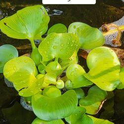 Water lettuce and water hyacinths. $5 each cutting. 