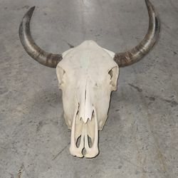 Real Steer skull head (one only) cow horns 18" to 24" wide bull authentic Western Decoration