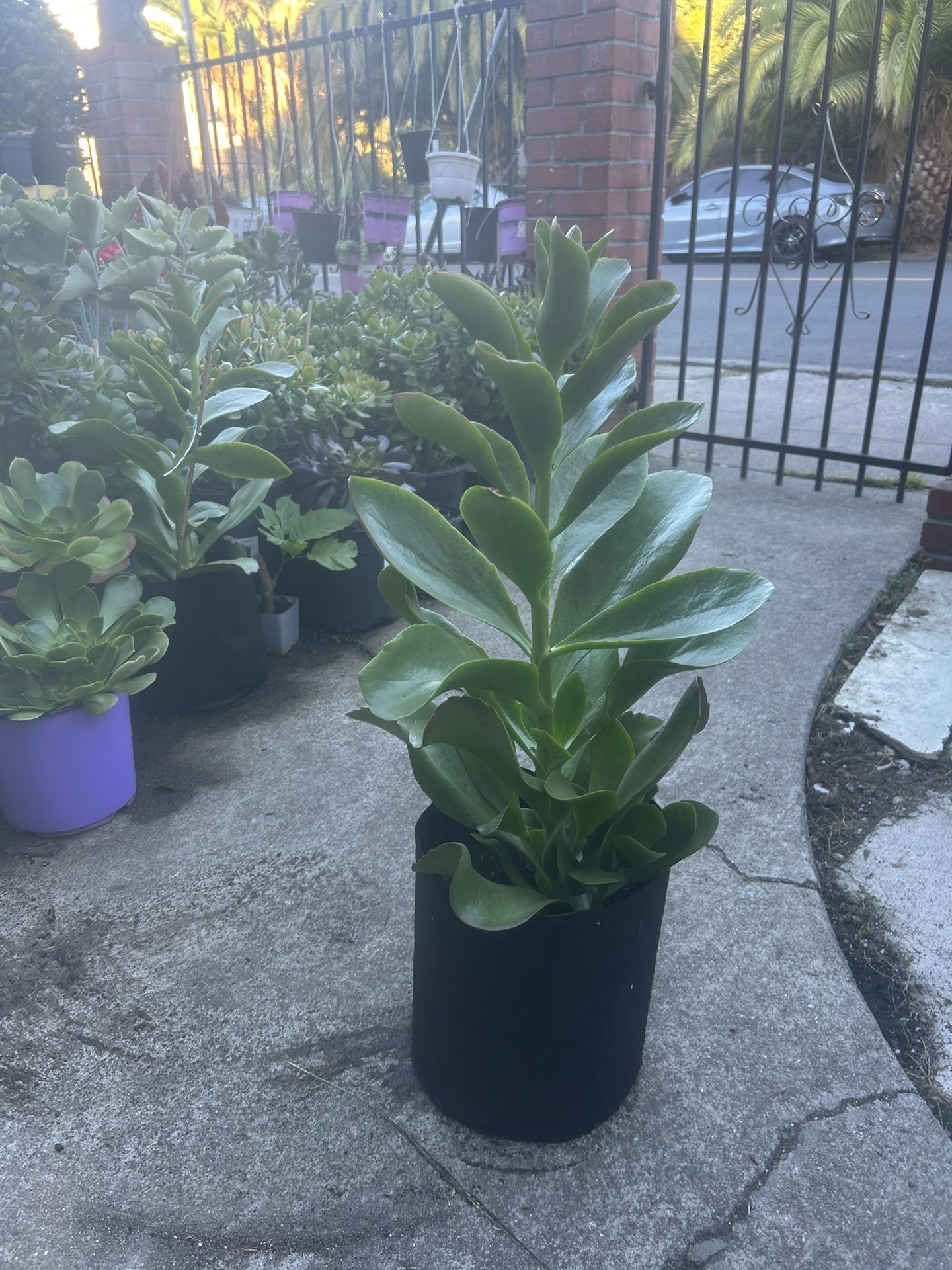 Jade Plant