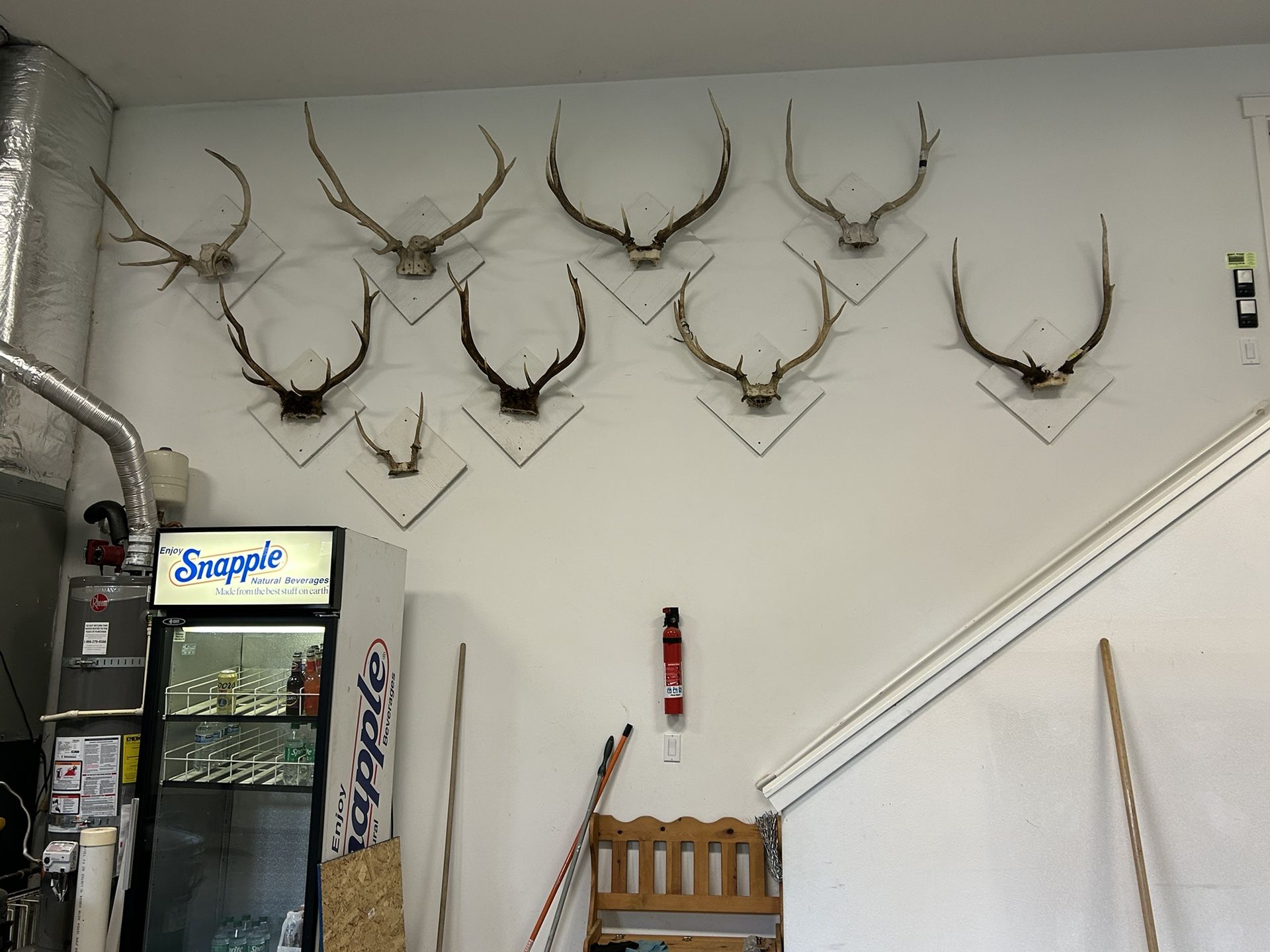 Elk & Deer Horns 