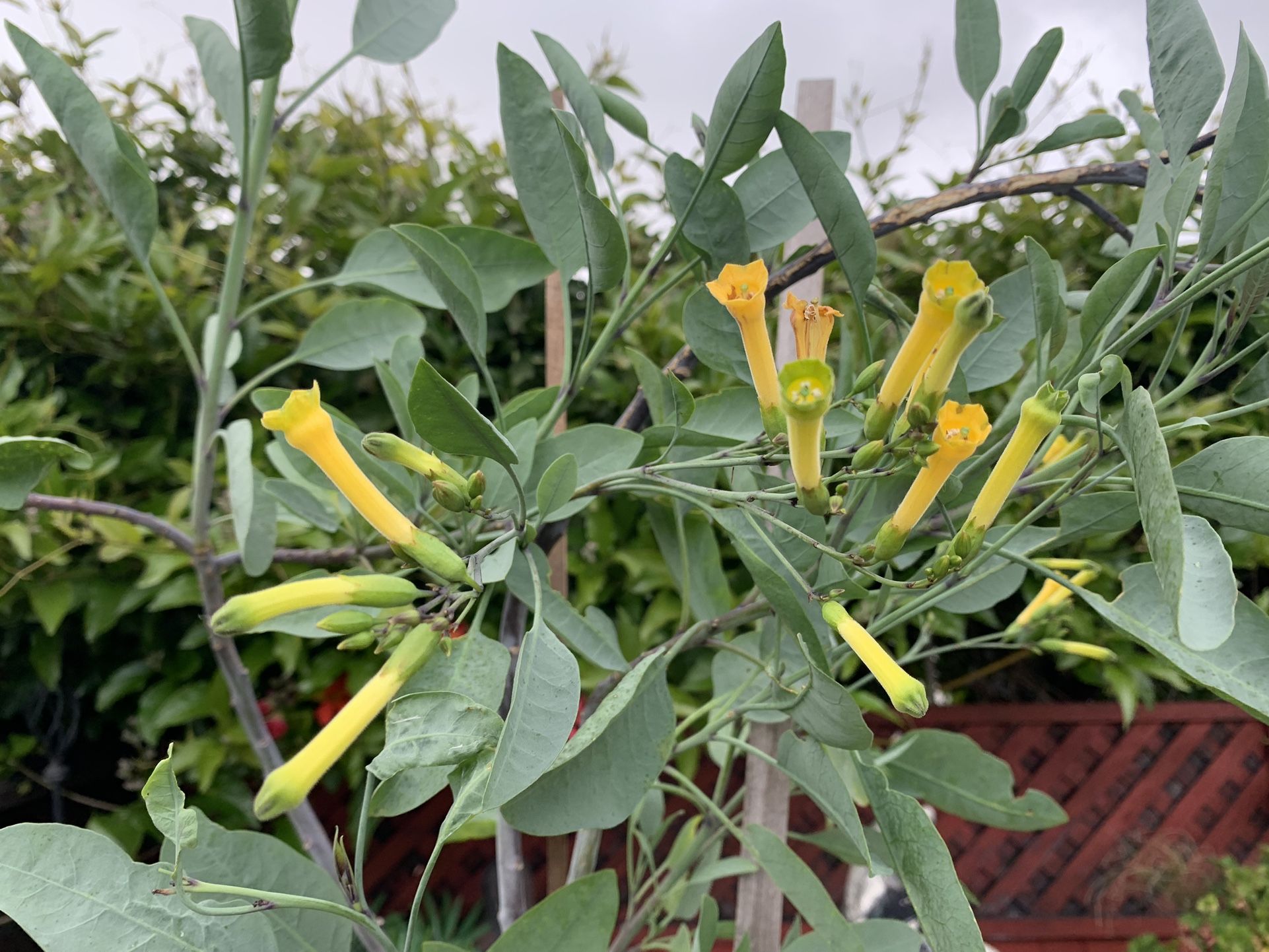 Beautiful Tree Trumpet Yellow Flowers 55 Tall 10 Gallon Container.,All Products : American Fashion Style Bags On Sale