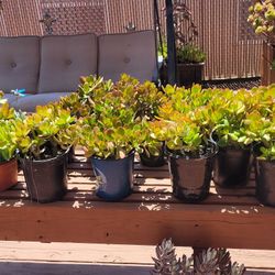 Healthy Jade Plants 