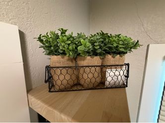 Decorative plant