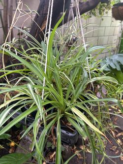 Planta