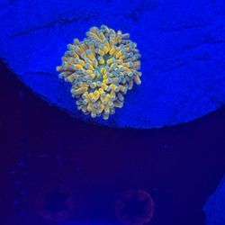 Banana Torches CHEAP 