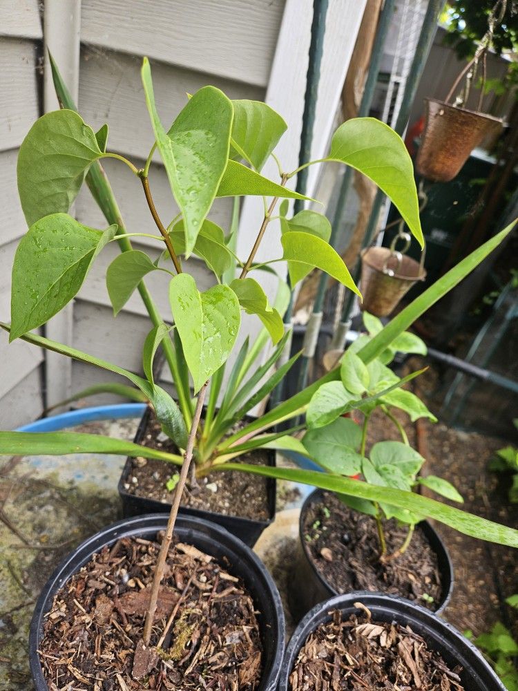 Garden Plant Lilac Purple