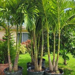 Spectacular Christmas Palm!!!s About 8 Feet Tall!!! Fertilized!!!