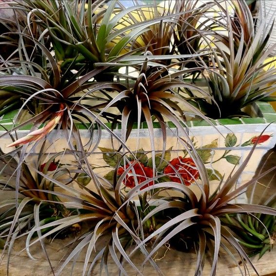 Tillandsia Air Plants -- Multiple Varieties Available