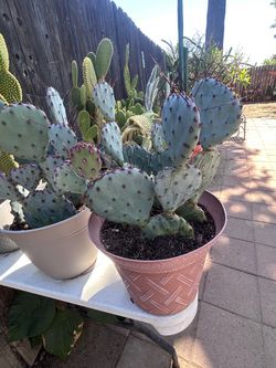 Santa Rita cactus plant’s