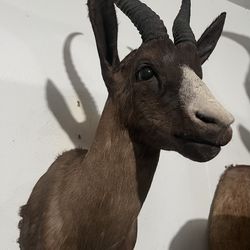 Springbuck taxidermy