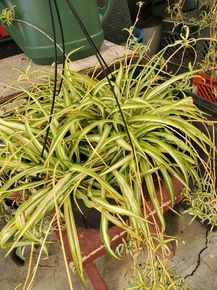 Spider Plants