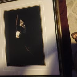 Tom Mangelsen Out Of Darkness