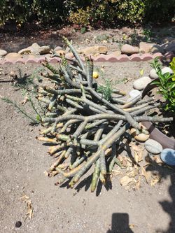 Plants