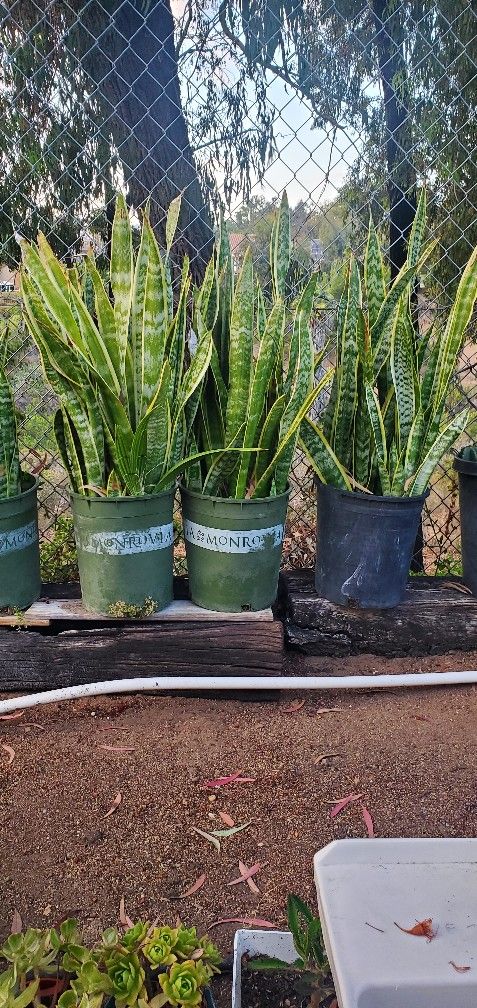 Snake Plants