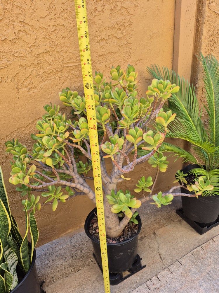 ROOTED HEALTHY AND EASY CARE JADE SUCCULENT PLANT IN 5 GALLON CONTAINERS $25.00 EACH CHEAPER THAN ANY RETAIL STORES .