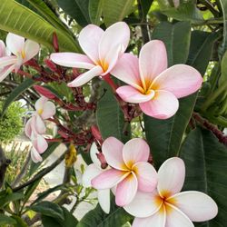 Plumeria Cutting Two Different Size Both For 30 Or 20 The Bigger One And 15 The Smaller One 
