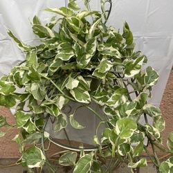 HERMOSAS PLANTAS NATURALES “N Joy POTHOS PLANT 