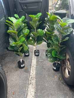 Artificial fiddle fig leaf tree