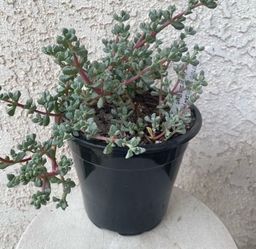 1.5 Gallon Pot Succulent Plant - Deltoid Leaved Dewplant - Oscularia Deltoides - Pink Hardy Ice Plant - Rooted & Established -🪴- Drought Resistant