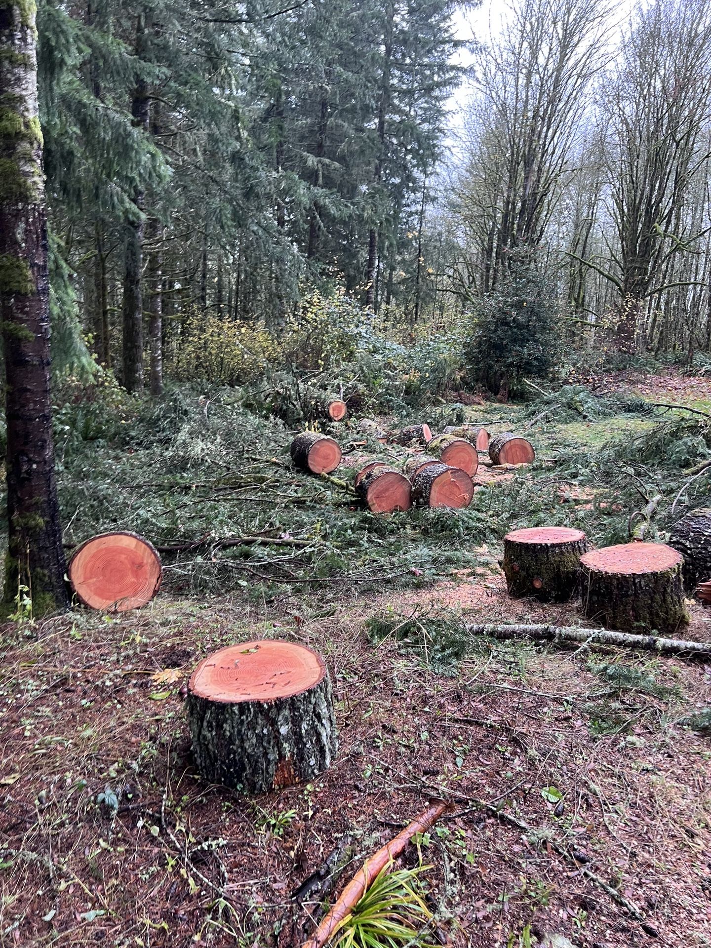 Fir Firewood