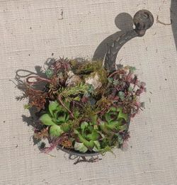 Vintage coffee grinder with Succulents