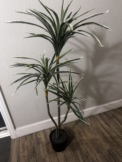 Beautiful Plastic Plant 