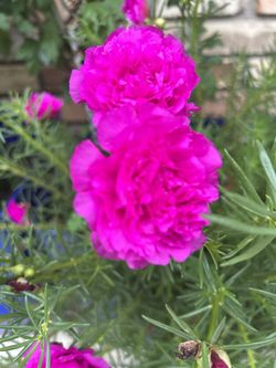 Chisme Double Plants