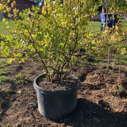 Potted Gooseberry Plants