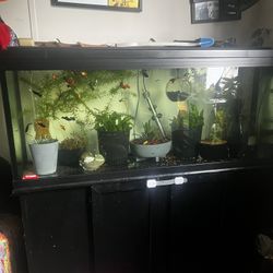 55 Gallon Fish tank W/Stand  