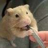 Sunflower Seed