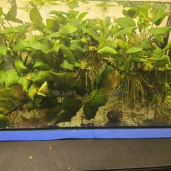 Anubias Nana, 2 Inch Portions