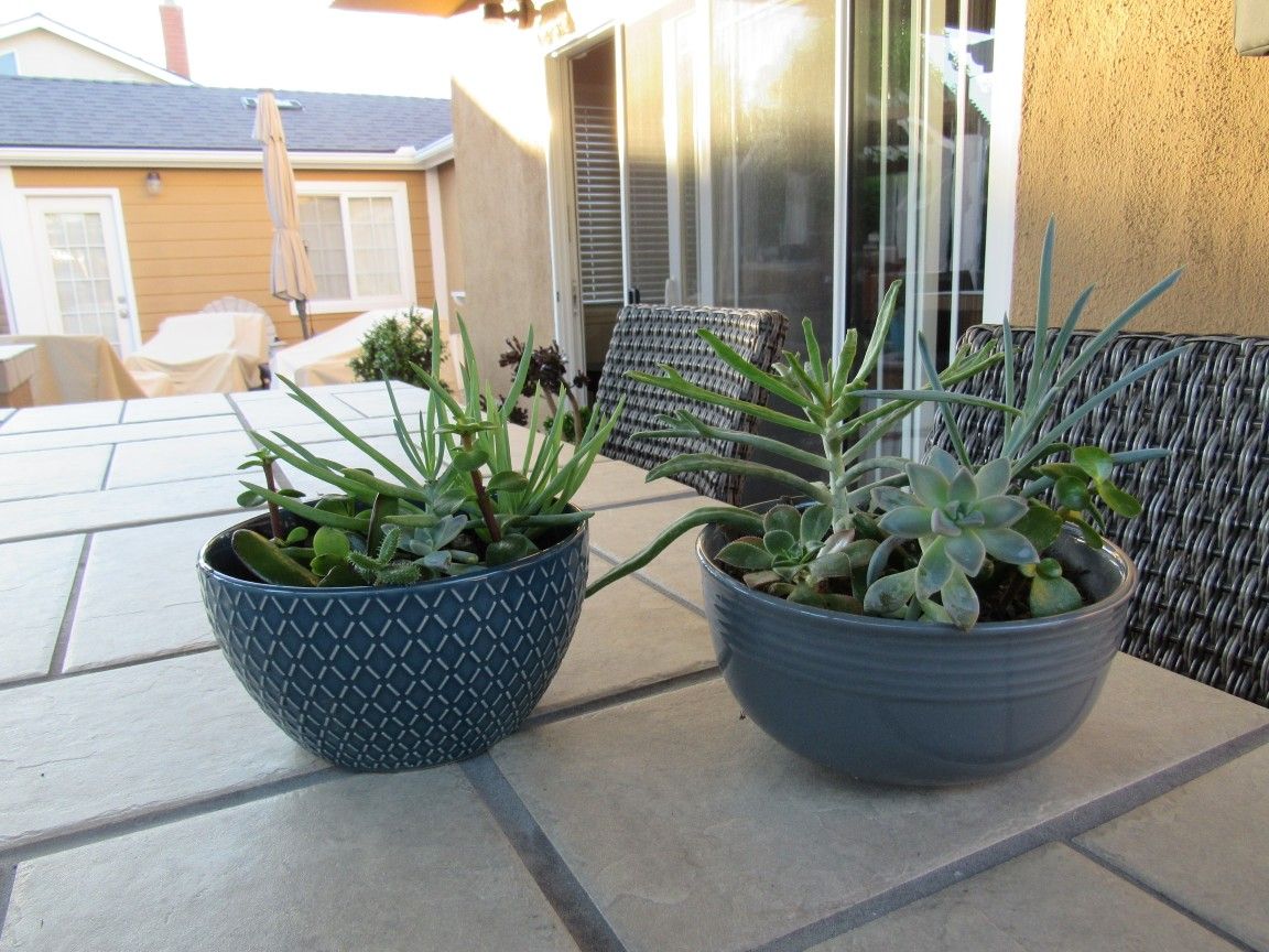 Set Of Blue Pattern & Gray Pattern Garden Pots With Succulents 