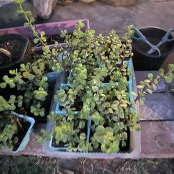 Elephant Food / Bush 