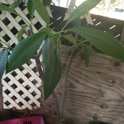 3 Plumerias Plants White Color,