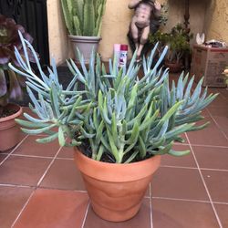 Blue Chalk Senecio Succulent 
