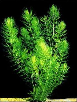 Hornwort 