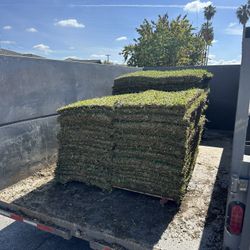 St Augustine Sod