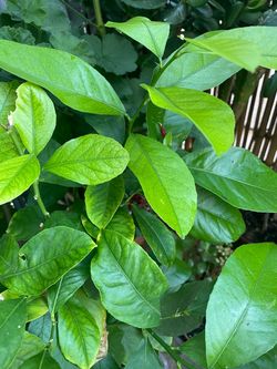 Lemon Trees 4 Mediterranean