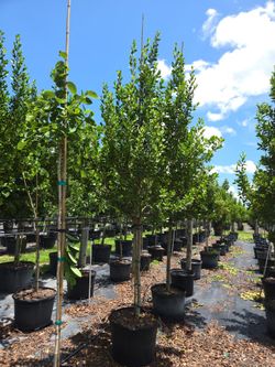 Green Bottomwood  silvester  Bottomwood  oaks tree  Japanese Blueberry  Japanese firn tree legustrum