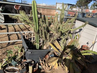 Free Cactus In Wheelbarrow